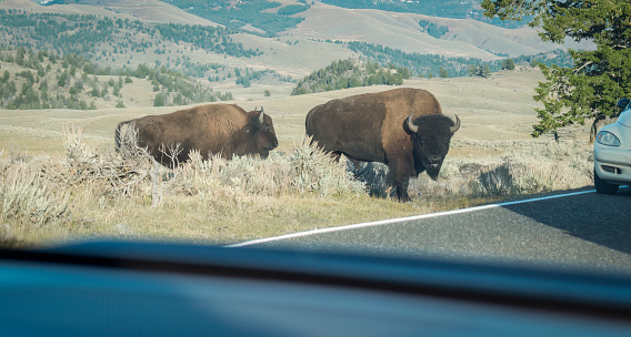 Two bison walking across highway, stopping traffic. Image taken inside the car. Yellowstone National Park. United States.