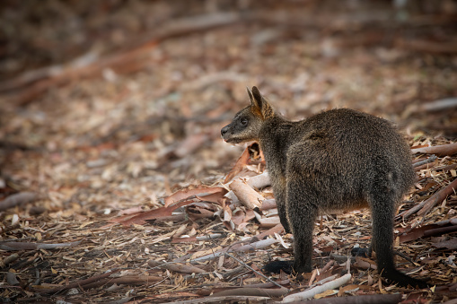 a Wallaby sits joey in pouch while others forage for food around her on Bruny Island off Tasmania, Australia