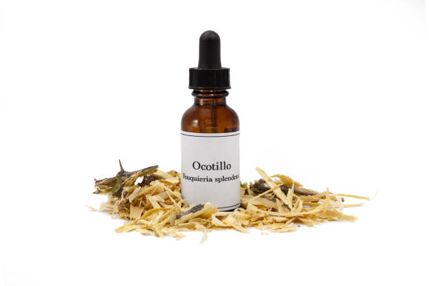 Ocotillo tincture and dried bark stock photo