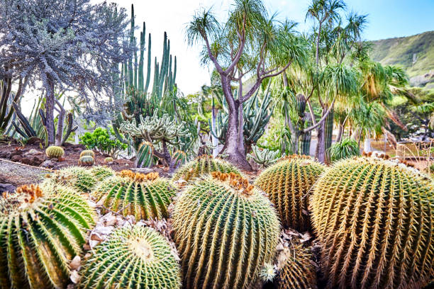 istock Barrell Cactus in a Cactus Garden 1474052771