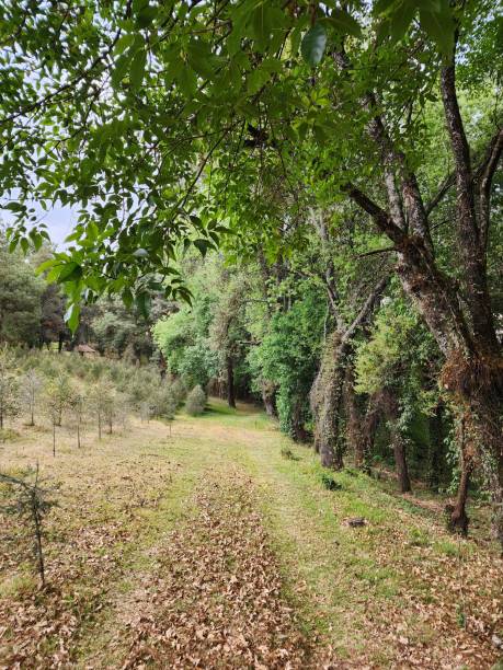 istock sustainable nature and forest care 1474053530