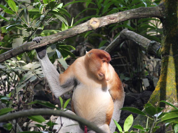 An adult male proboscis monkey (Nasalis larvatus)alpha male is enjoying food on a tree. Proboscis monkeys are endemic to the island of Borneo, which are scattered in mangroves, swamps and coastal stock photo