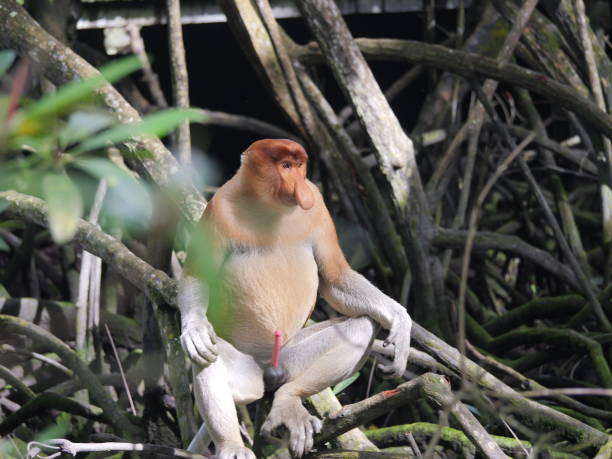 An adult male proboscis monkey (Nasalis larvatus)alpha male is enjoying food on a tree. Proboscis monkeys are endemic to the island of Borneo, which are scattered in mangroves, swamps and coastal stock photo