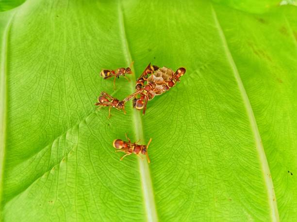 istock Polistes bellicosus or paper bag 1474056890