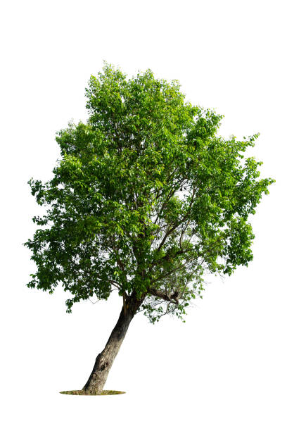 istock Perspective of  tree isolated on white background.,  tropical trees isolated used for design, advertising and architecture. 1474056927