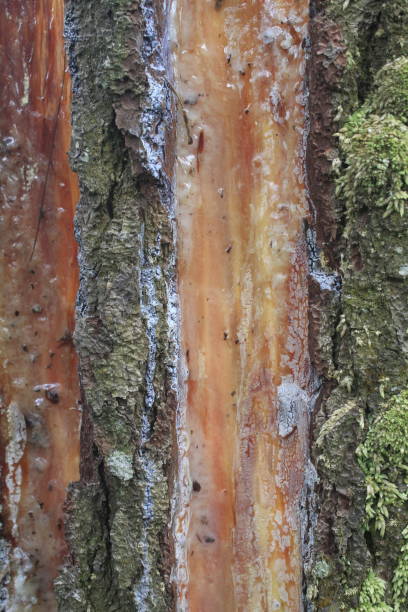 istock moss sticks to wood 1474057955