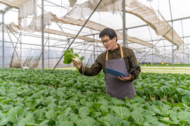 istock An agricultural researcher is working in a greenhouse 1474061246