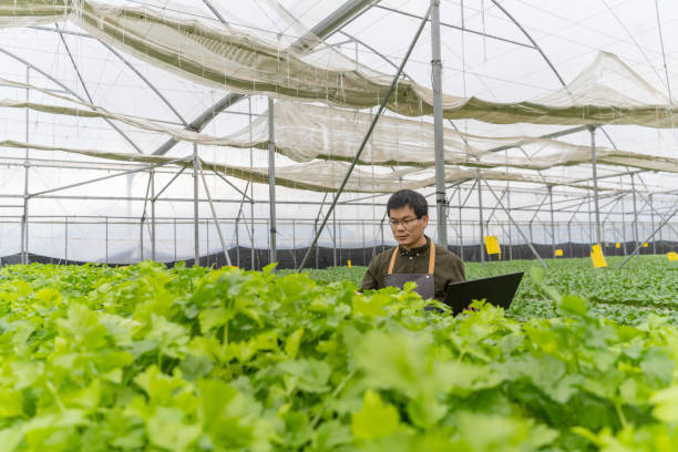 istock A technician is working with a laptop in a vegetable greenhouse 1474061649