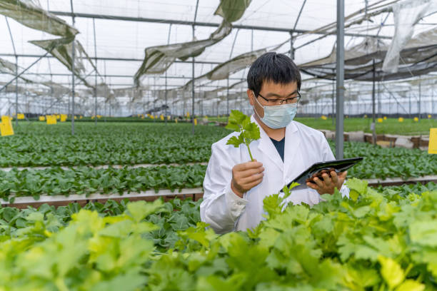 ein agrarforscher beobachtet grünes gemüse in einem gewächshaus - agriculture greenhouse research science stock-fotos und bilder