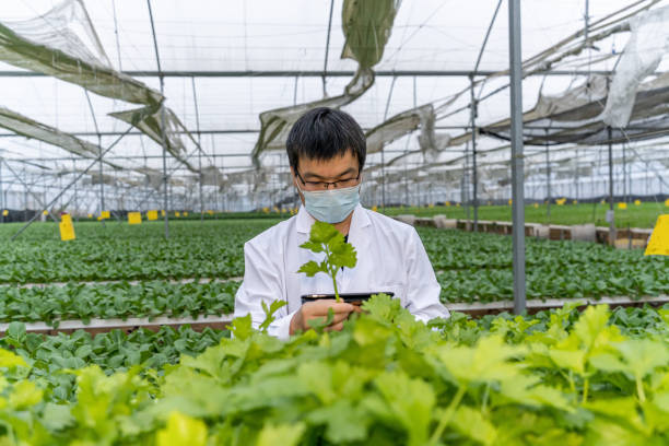 ein agrarforscher beobachtet grünes gemüse in einem gewächshaus - agriculture greenhouse research science stock-fotos und bilder