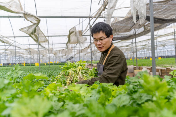 istock A farmer is doing inspection work in a greenhouse 1474062166