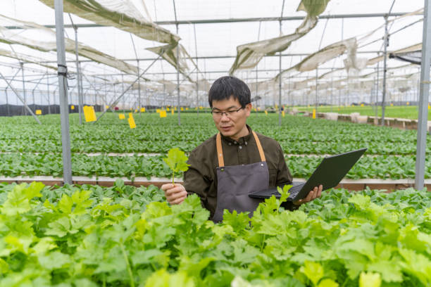 istock A farmer works with a laptop in a vegetable hydroponics room 1474062209