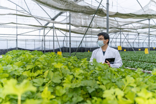 ein agrarforscher beobachtet grünes gemüse in einem gewächshaus - agriculture greenhouse research science stock-fotos und bilder