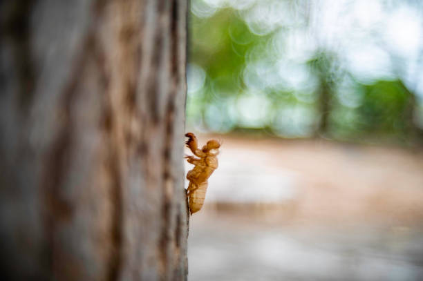 istock Adult cicadas will molt and leave stains on the trees. 1474062463
