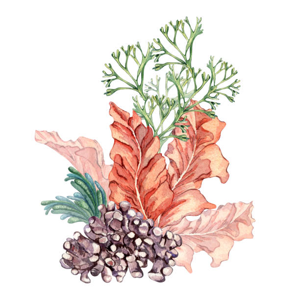 흰색에 격리된 다채로운 바다 식물 수채화 그림의 구성. - spirulina pacifica illustrations stock illustrations