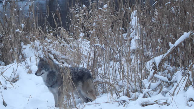 Wolf near river in winter time