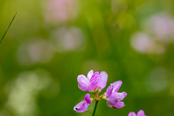 flowers captured in Bohinj valley Slovenia