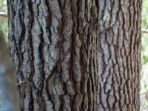 Close up pine tree trunk