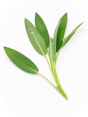 Close Up branch fresh sage leaves isolated on white background .