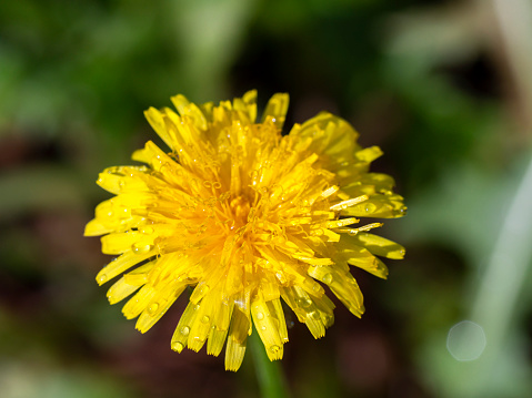 Close up yellow flower