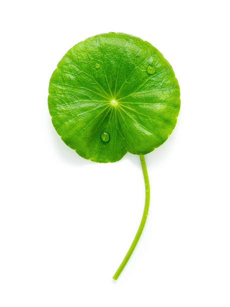 istock Close up centella asiatica leaves with rain drop isolated on white background top view. 1474066455