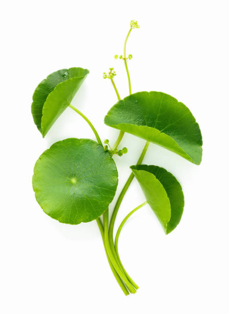 istock Close up centella asiatica leaves with rain drop isolated on white background top view. 1474066531