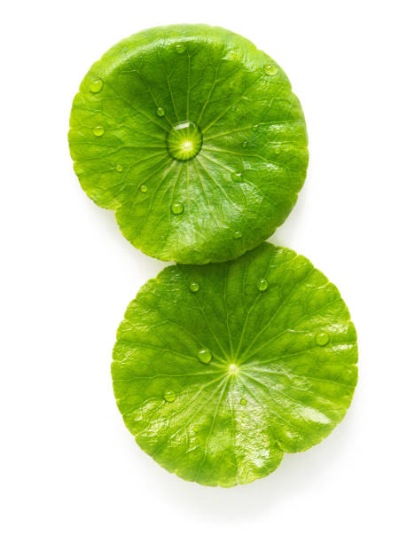 istock Close up centella asiatica leaves with rain drop isolated on white background top view. 1474066603