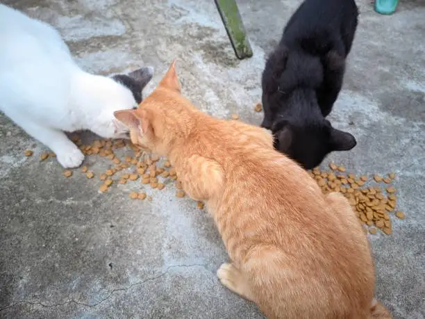 Photo of a group of Domestic cats are eating breakfast food on the floor , tuna dry cat food , full of protein and nutrients