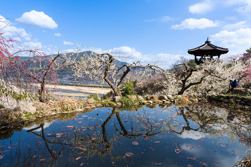 Spring scenery of Gwangyang Maehwa Village, where plum blossoms bloom as white as snowflakes (Korea-Gwangyang City, March 15, 2023)