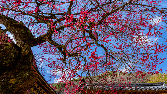 Red plum blossoms blooming on the old tree of Gurye Hwaeomsa Temple, an ancient temple in Korea (Korea-Gurye-gun, March 15, 2023)