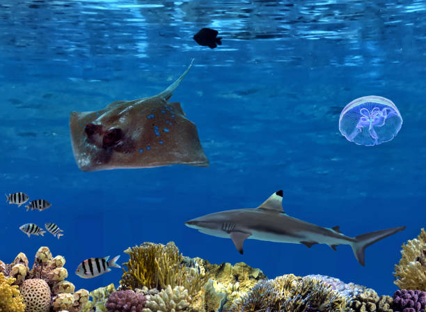 istock Coral reef underwater panorama with shark 1474070606