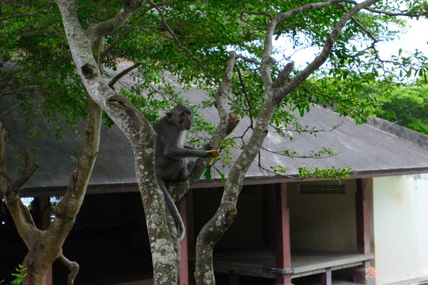 A wild monkey with a black face, brown fur and white details sits alone in Uluwatu Temple, Bali.