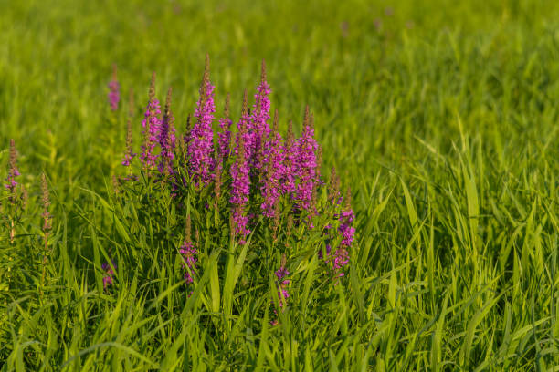 les fleurs de salicaire fleurissent dans la nature en été lythraceae (lythrum) - purple loosestrife photos et images de collection