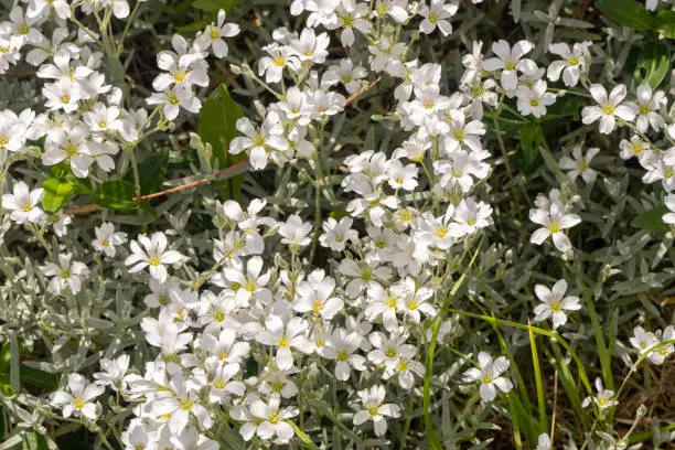 Cerastium tomentosum snow in summer flower (carpet hornwort) bloom in spring summer time in garden