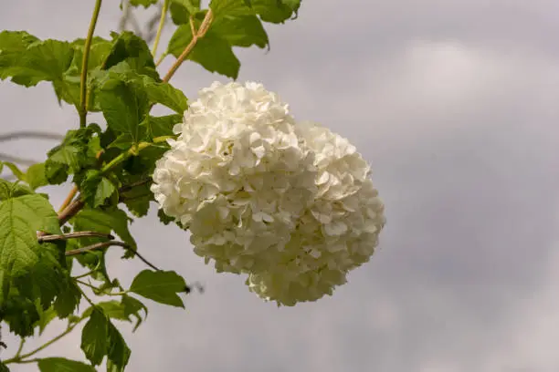 White hydrangea flowers (hortensia) bloom in backyard garden spring summer time