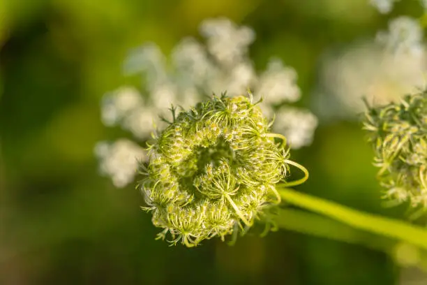 Wild carrot flowers blooming in the nature spring summer time