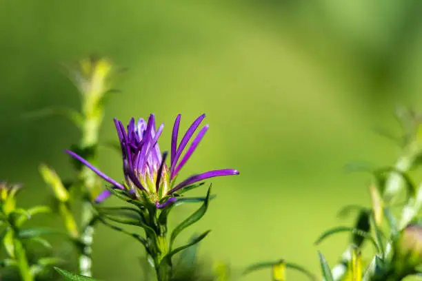 Aster flowers bloom in backyard garden summer time