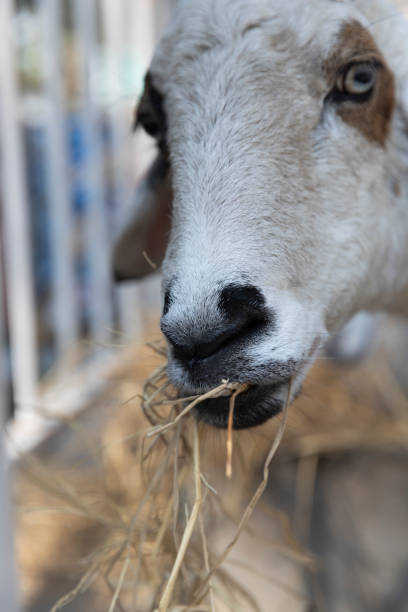 A close range photo of a lovely white sheep eating hay on a farm