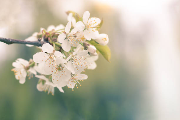 istock Cherry blossoms in full bloom. Cherry blossoms on a cherry tree branch. Selective focus. Copyspace. 1474074196