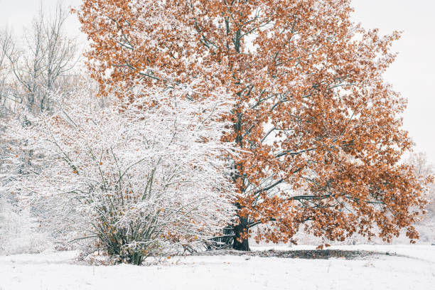 istock Snow covered trees at Berlin nature reserve 