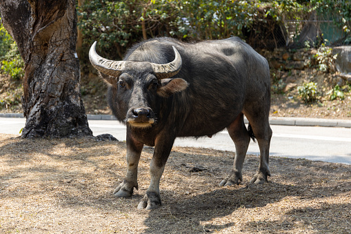 The water buffalo  is a large bovid originating in the Indian subcontinent and Southeast Asia.