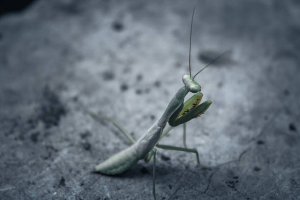 Fascinating insect