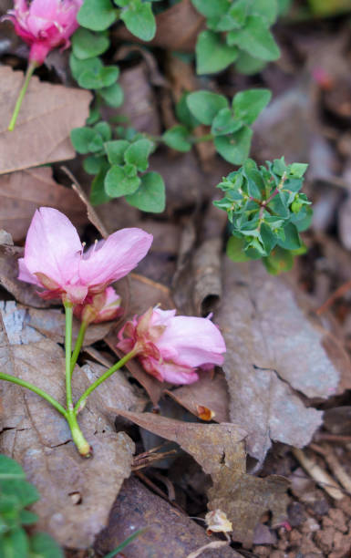 istock Cherry blossom petals falling to the ground in spring 1474076975