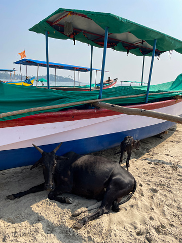 Stock photo of Indian sacred cow lying down and calf stood on beach sand, at water's edge in shade cast by a boat, Palolem Beach, Goa holiday vacation, South India.