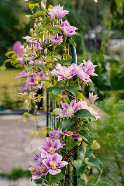 Clematis Hybrid Hagley. Flowers of perennial clematis vines in the garden. Beautiful clematis flowers near the house. Clematis climb into the garden near the house stock photo