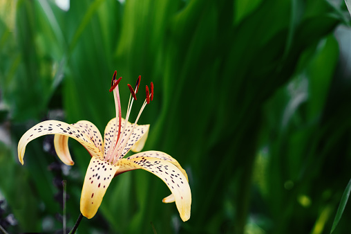 Beautiful brightly colored yellow and red flower closeup in forest