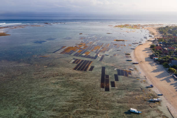 aerial view of seaweed farm in nusa lembongan - seaweed nusa lembongan seaweed farming water imagens e fotografias de stock