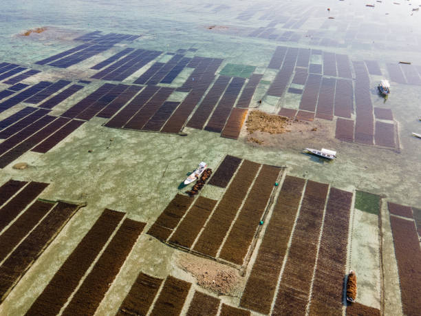 vista aerea della fattoria di alghe marroni a nusa lembongan - algae agriculture nusa lembongan water foto e immagini stock