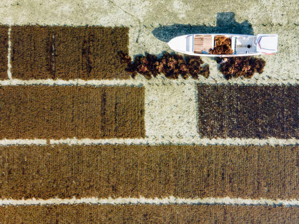 widok z lotu ptaka na farmę brązowych wodorostów w nusa lembongan - lembongan obrazy zdjęcia i obrazy z banku zdjęć