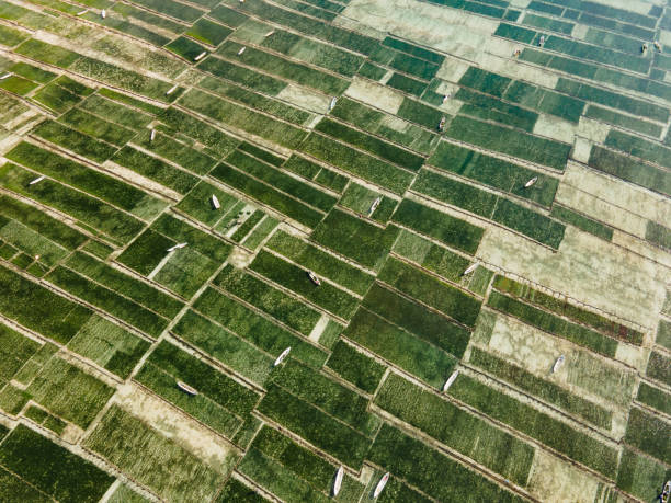 aerial view of green seaweed farm in nusa lembongan - seaweed nusa lembongan seaweed farming water imagens e fotografias de stock